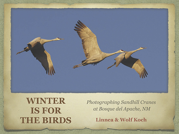 Winter is for the Birds Bosque cover
